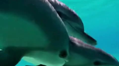 🐬🌊 This Dolphin’s Smooth Swim Is Pure Calm… So Relaxing to Watch 😌✨