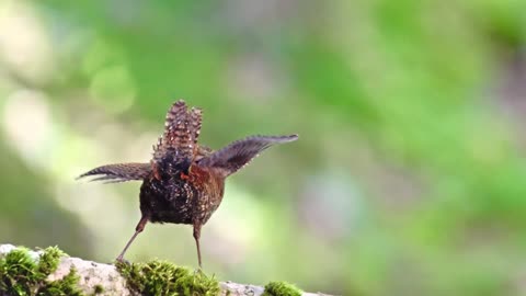 The Wren Bird's Funny Dance