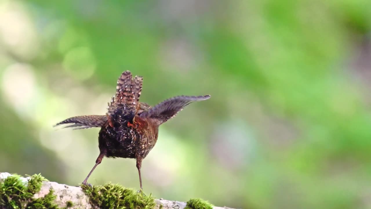 The Wren Bird's Funny Dance