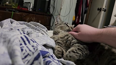 #001: petting, affectionate nipping. 08-20-2025