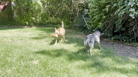 hanging in the backyard 9208329408