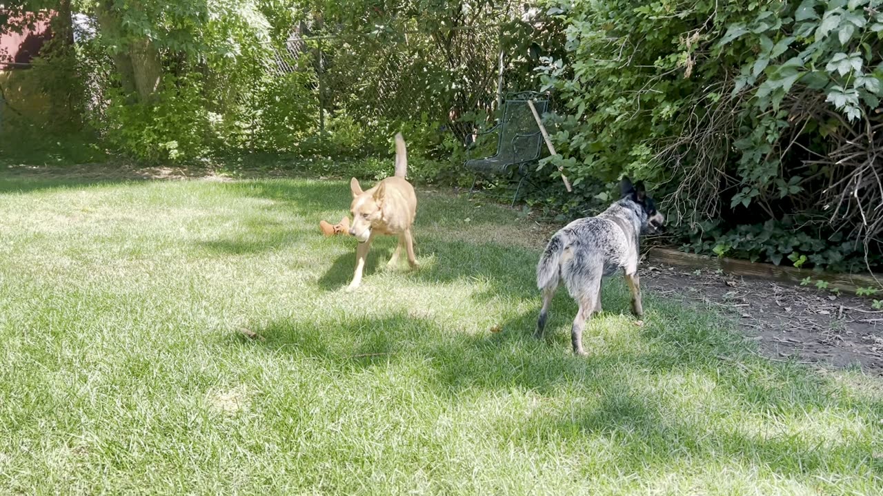 hanging in the backyard 9208329408