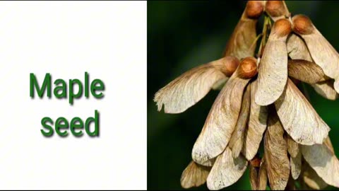 Seed dispersal by wind