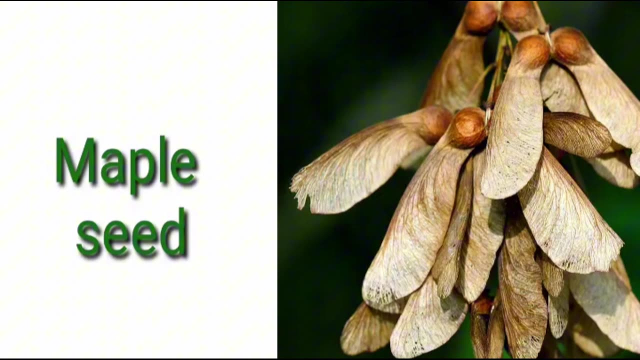 Seed dispersal by wind