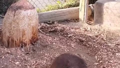 Natural Woodcutter