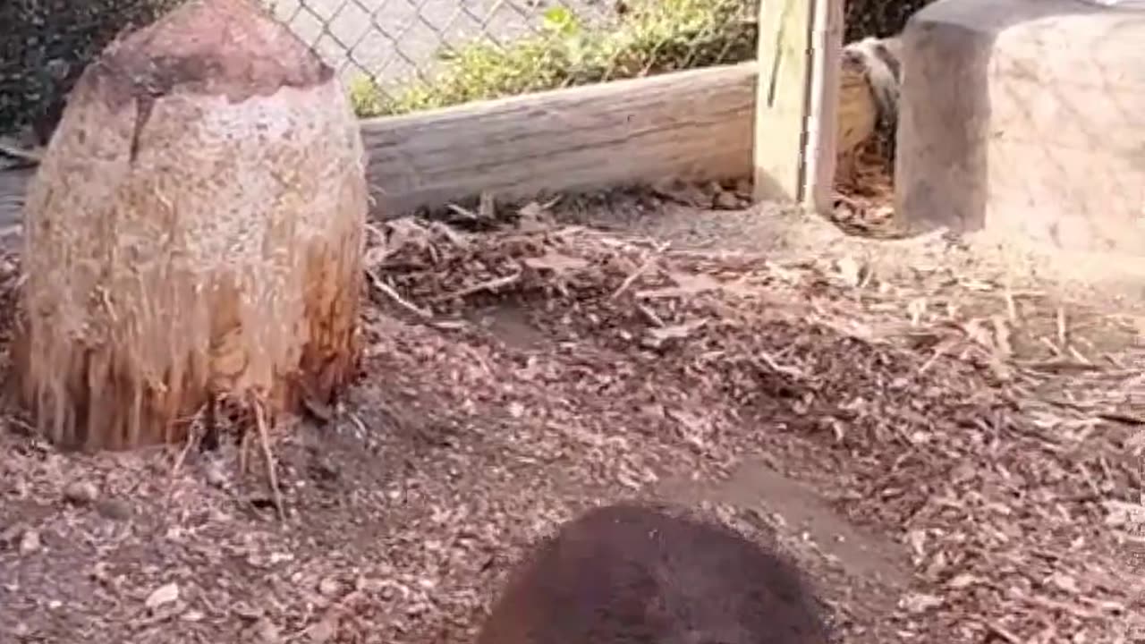 Natural Woodcutter