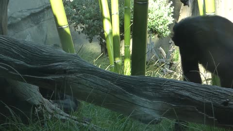 Close up on a bonobo