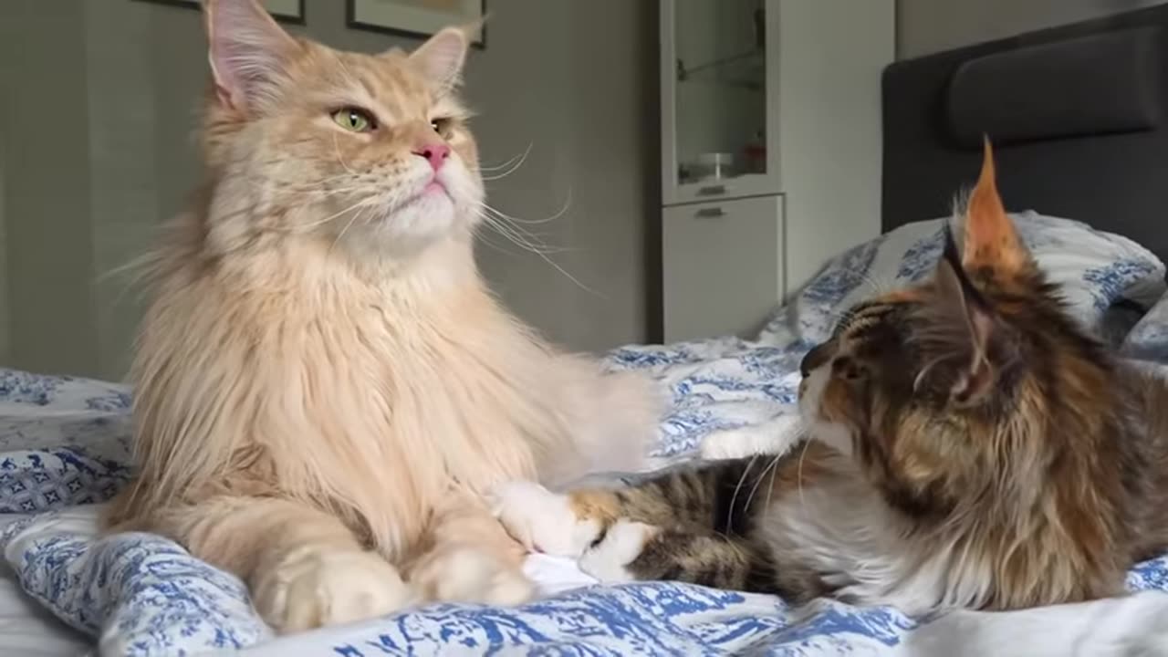 uncle buster visits kitten iris