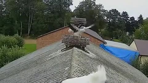Training of a young stork 👍 a reward of clattering applause