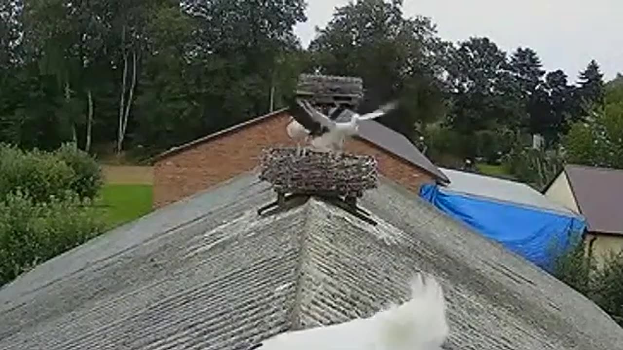 Training of a young stork 👍 a reward of clattering applause
