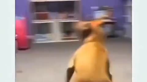 Unlimited Dog's Comedy Videos 🤣 so cute videos 😍