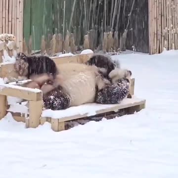 A Panda enjoying his first snowfall