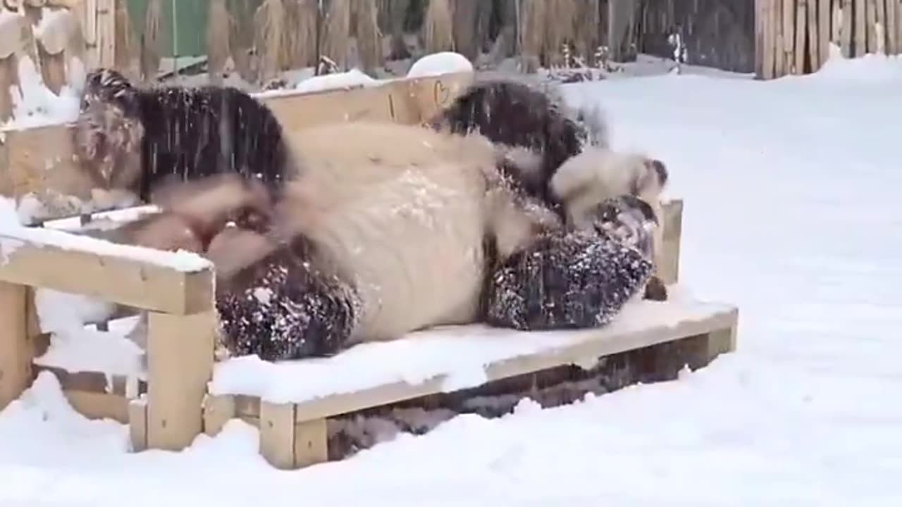 A Panda enjoying his first snowfall