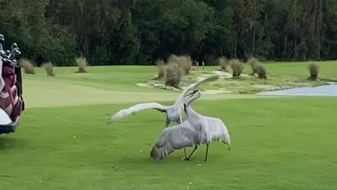 Sandhill Cranes Go at It on the Golf Course