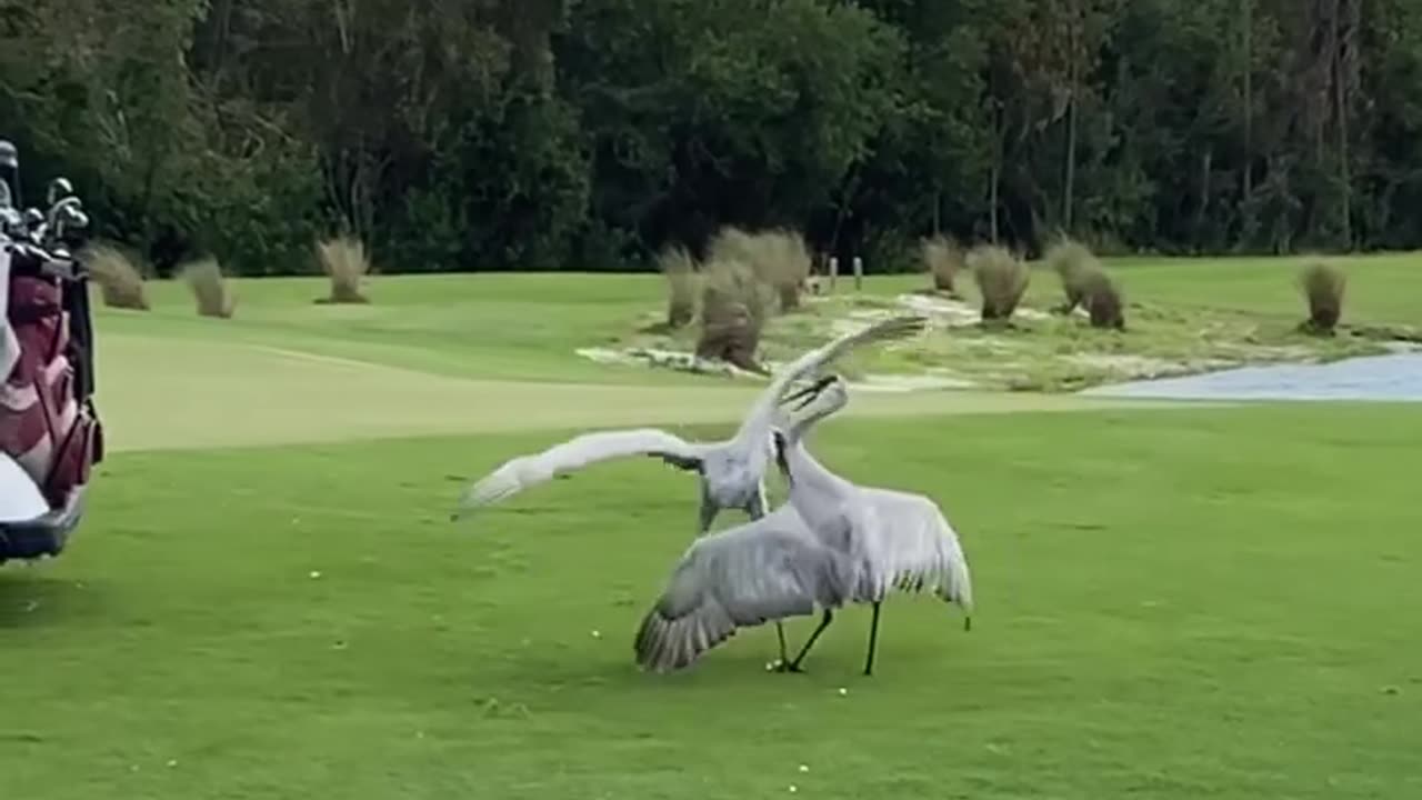 Sandhill Cranes Go at It on the Golf Course