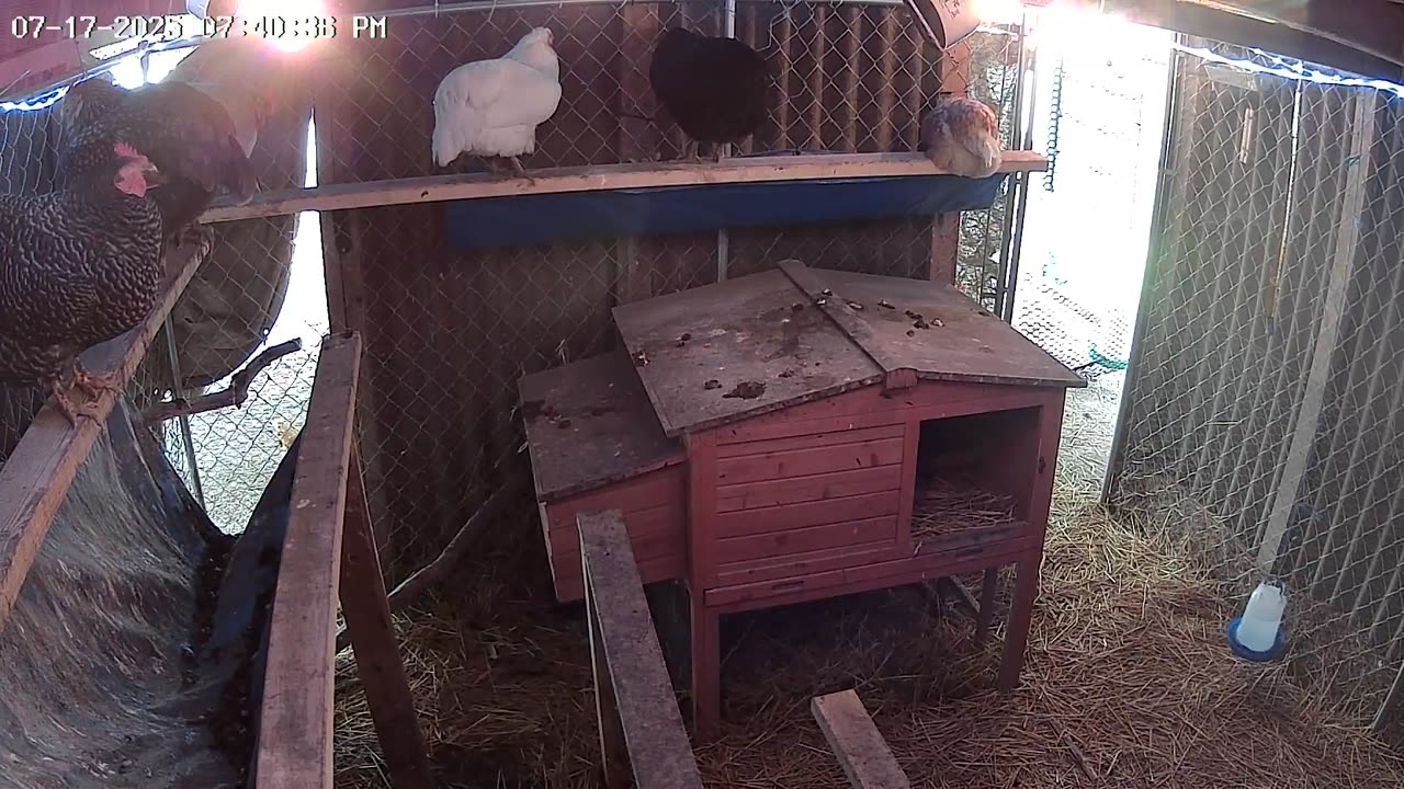 Thursday Night Perch Up Cam1