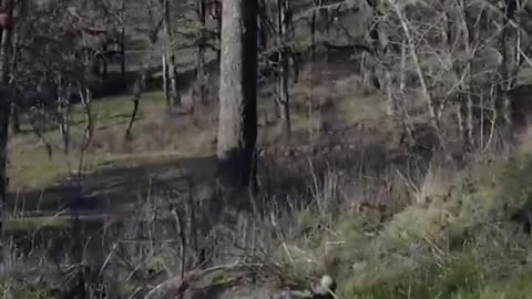 Ukraine Unveils “Ambush Drones” That Hunt From the Trees