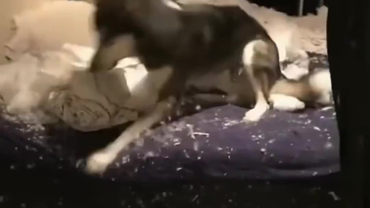 Bad Dog