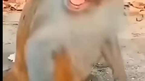 Funniest video