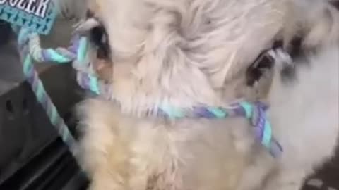 They surprised their mom with a mini cow