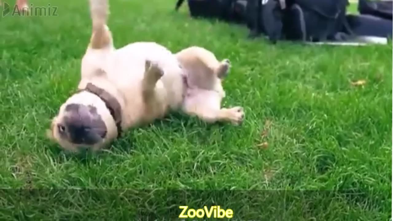 Adorable Animal Squad: Elephant, Cat, Sheep, Chicken, Goat, Dog