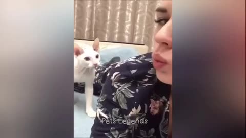 funny animal videos