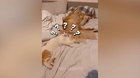 funny animal video