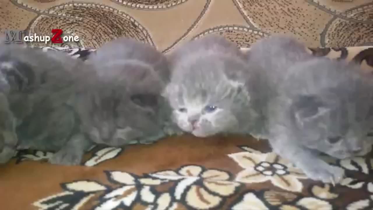 Kittens Meowing - A Cats Meowing Compilation [CUTE] discription