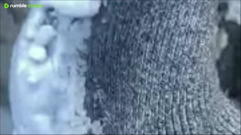 Rumble Paid me $2.34 for 488 Videos