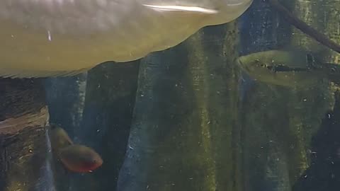 tropical fish aquarium