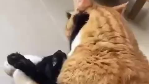 Borderline smothering 🤣