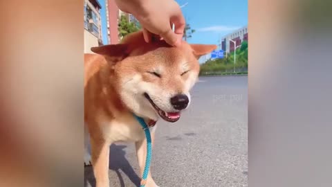 Funniest Animals