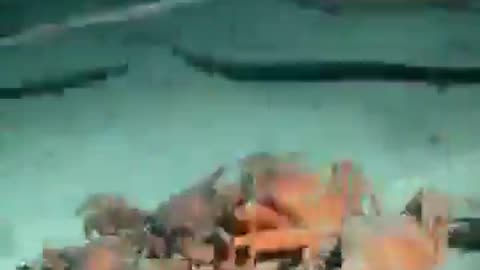 A dead fish doesn't last long on the ocean floor 🦈🥹