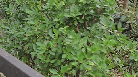 Church Hill garden southend on sea essex