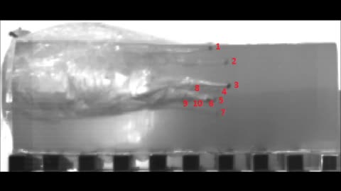 20 Gauge Shotgun NML Custom Ammunition #1 Buckshot versus bare gelatin SLOW MOTION