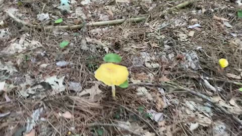 Mushrooms in Woods