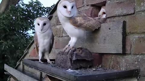 Barn Owls