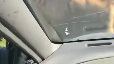 Beware of animals! #pet #dog #cat #animals #cute