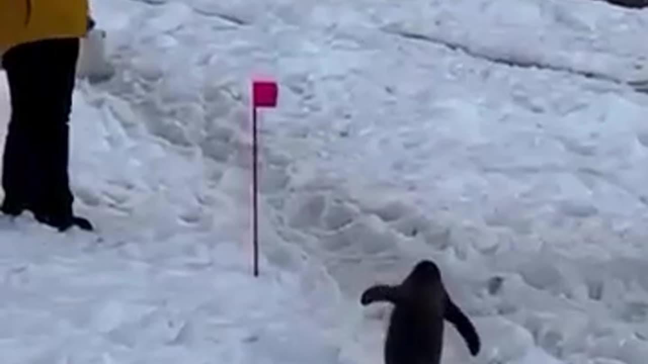 😂🙏 You Won't Believe This Polite Fail! | FunFM