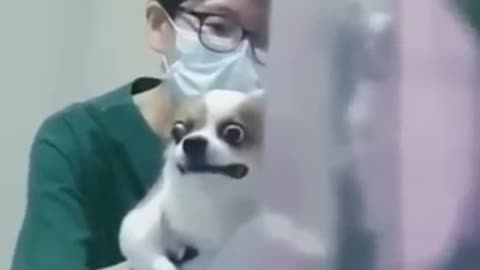 Funny animals videos