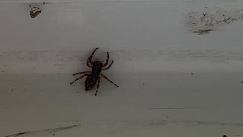 Jumpin' Jack the Spider 5-3-2025
