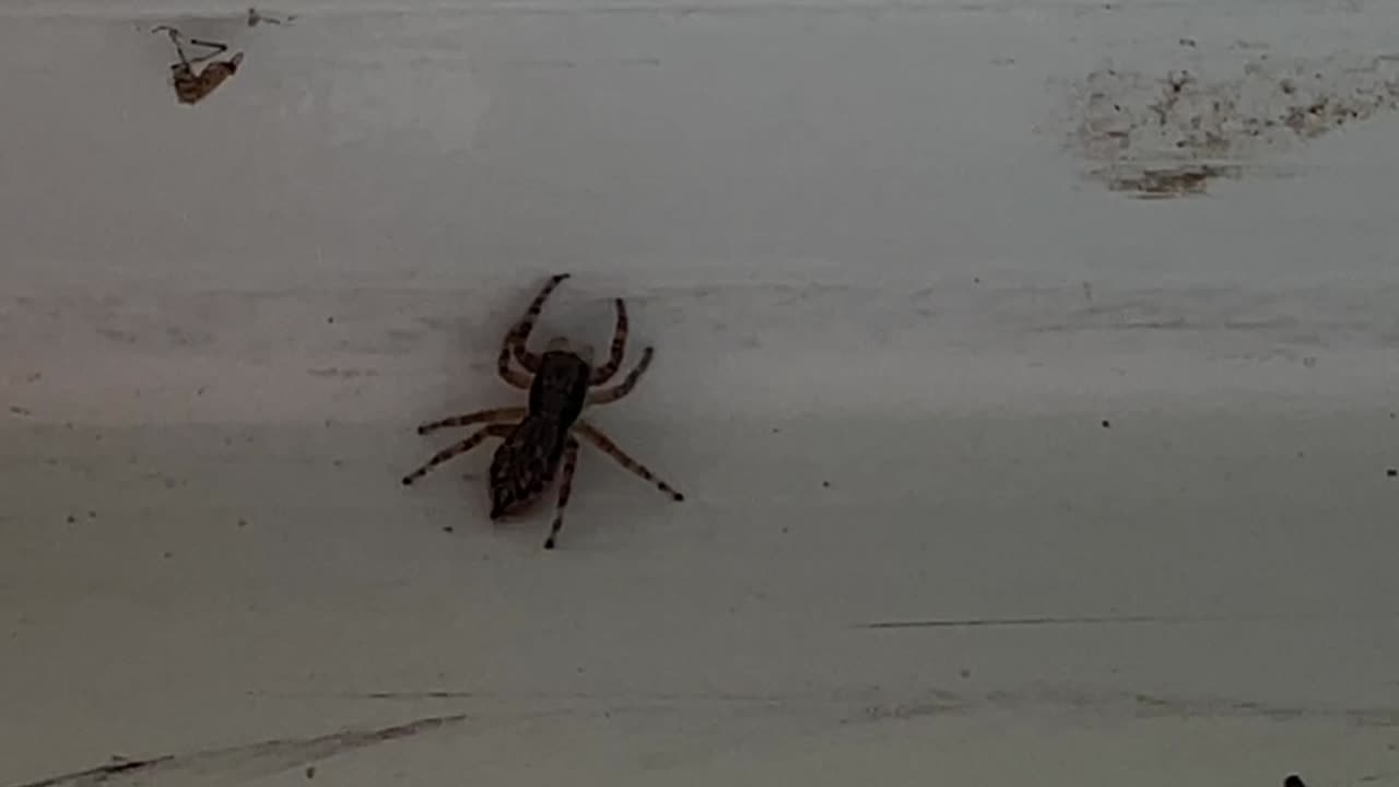 Jumpin' Jack the Spider 5-3-2025