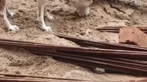 Funny videos 🤣 of dogs 🐕