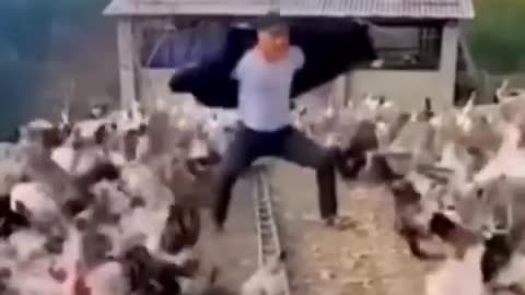 Animals Funny Video