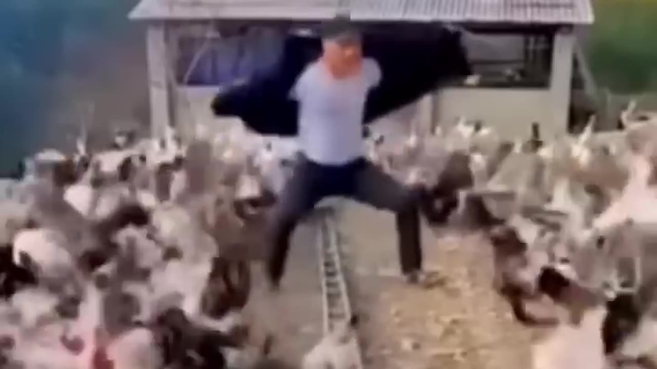 Animals Funny Video