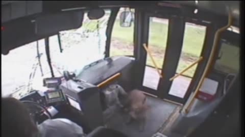 DEER crashes through windshield of moving BUS and TOTALLY FREAKS OUT