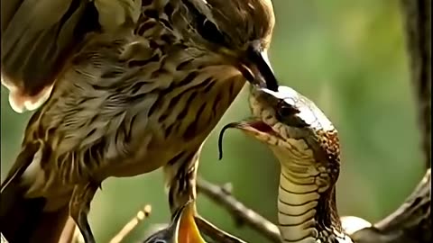 Bird vs Snake 🦜vs🐍 Ai Shorts