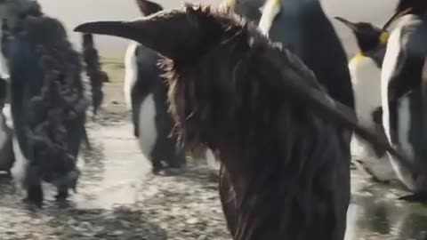 😍😍😘🔥 😍💦 FUNNY Animals and pet's💕😘 😘🔥 💕😘 😍💦 💦