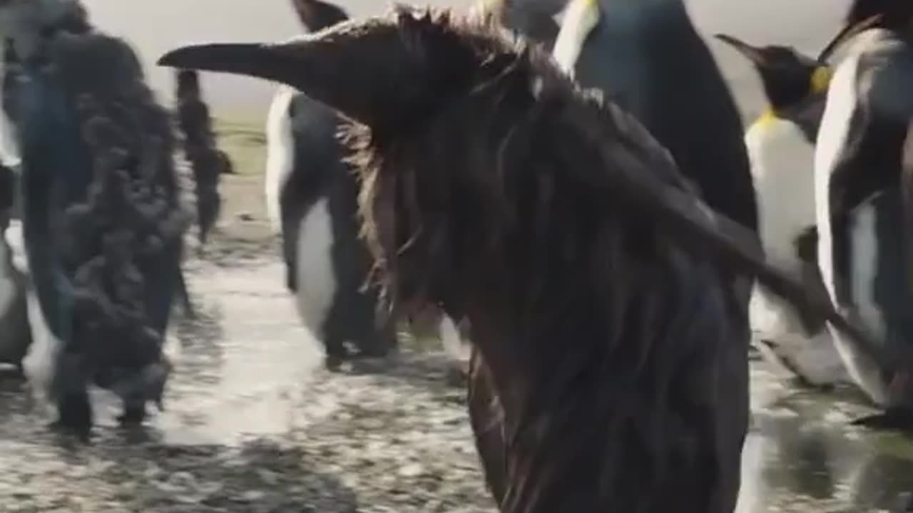 😍😍😘🔥 😍💦 FUNNY Animals and pet's💕😘 😘🔥 💕😘 😍💦 💦