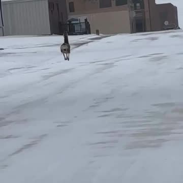 Look at that guy fly 😂